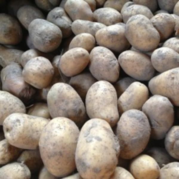 Kartoffeln